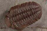 Red Austerops Trilobite - Hmar Laghdad, Morocco #328623-1